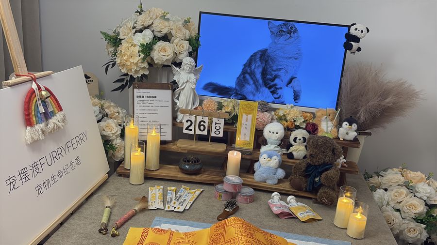 宠物离世后第一步做什么?淄博上门接宠的标准化操作说明